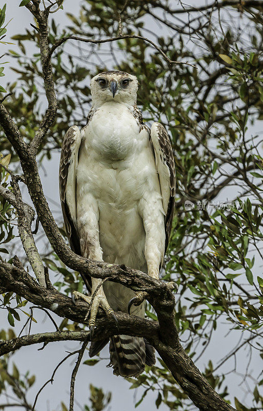 战鹰(Polemaetus bellicosus)是一种原产于撒哈拉以南非洲的大型鹰。肯尼亚马赛马拉国家保护区。